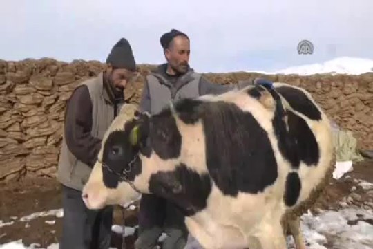 Bacağını, sırtında taşıyor