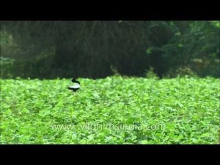 Florican in the centre of the field