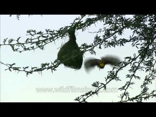 A nest expert : Baya Weaver
