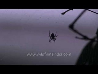 Incy Wincy Spider at its web