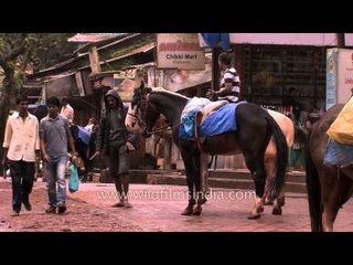 Horses at Matheran market