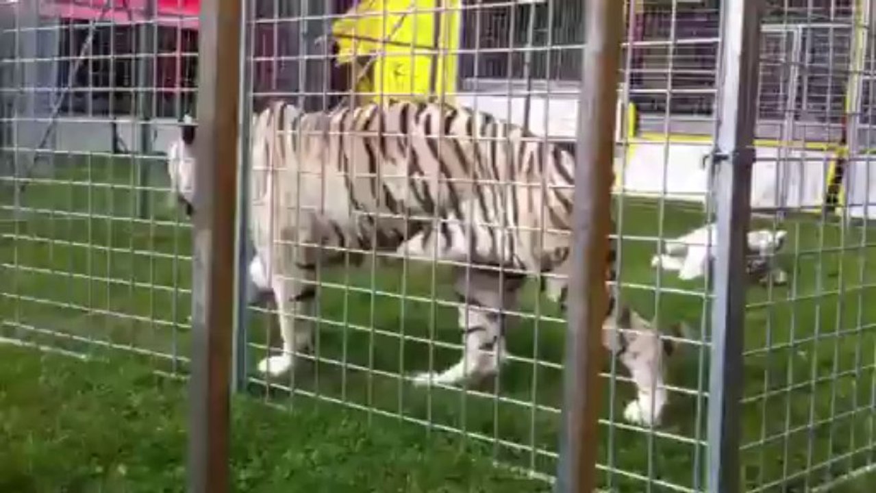 Dax et les tigres
