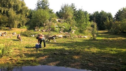 Elle soigne la meute de loups du Pal