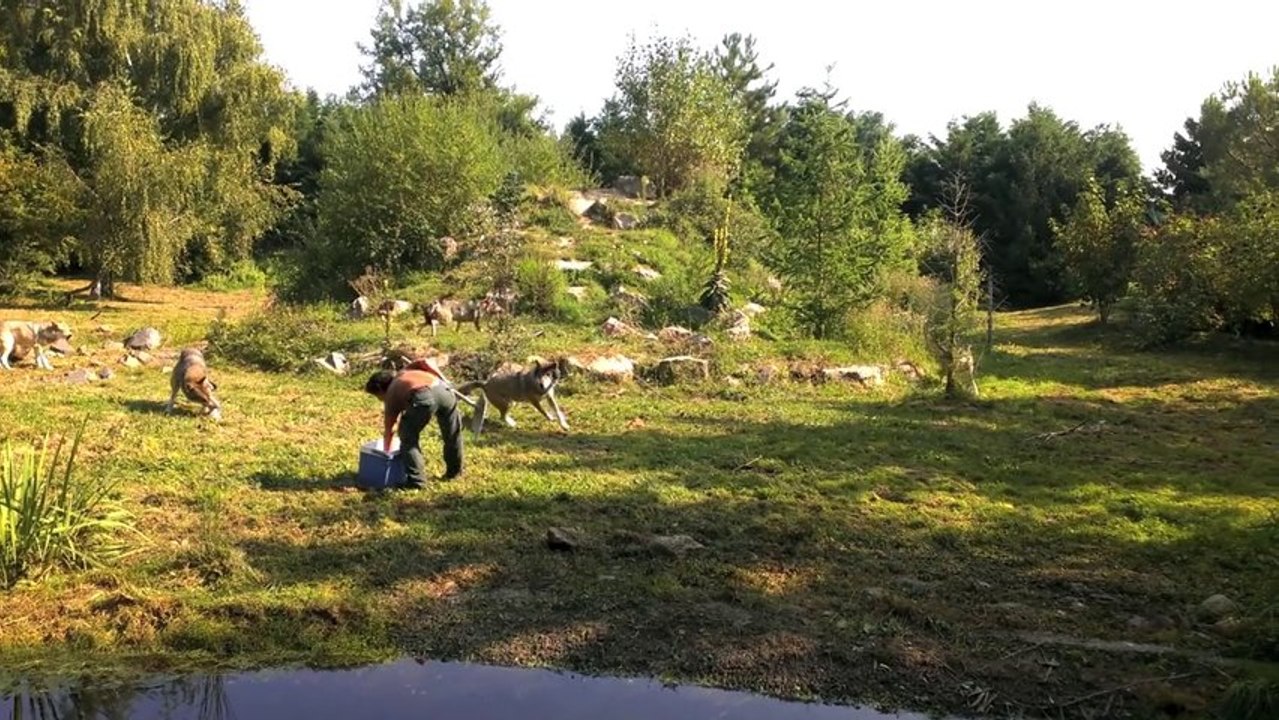 Elle soigne la meute de loups du Pal