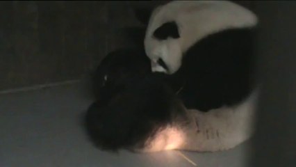 Nace una cría de oso panda gigante en el Zoo de Madrid