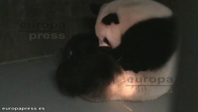 Una nueva cría de oso panda llega al Zoo de Madrid