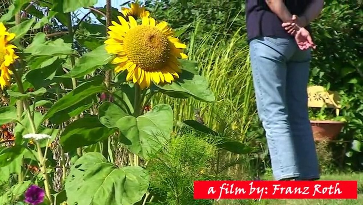 Helianthus - Sonnenblumen