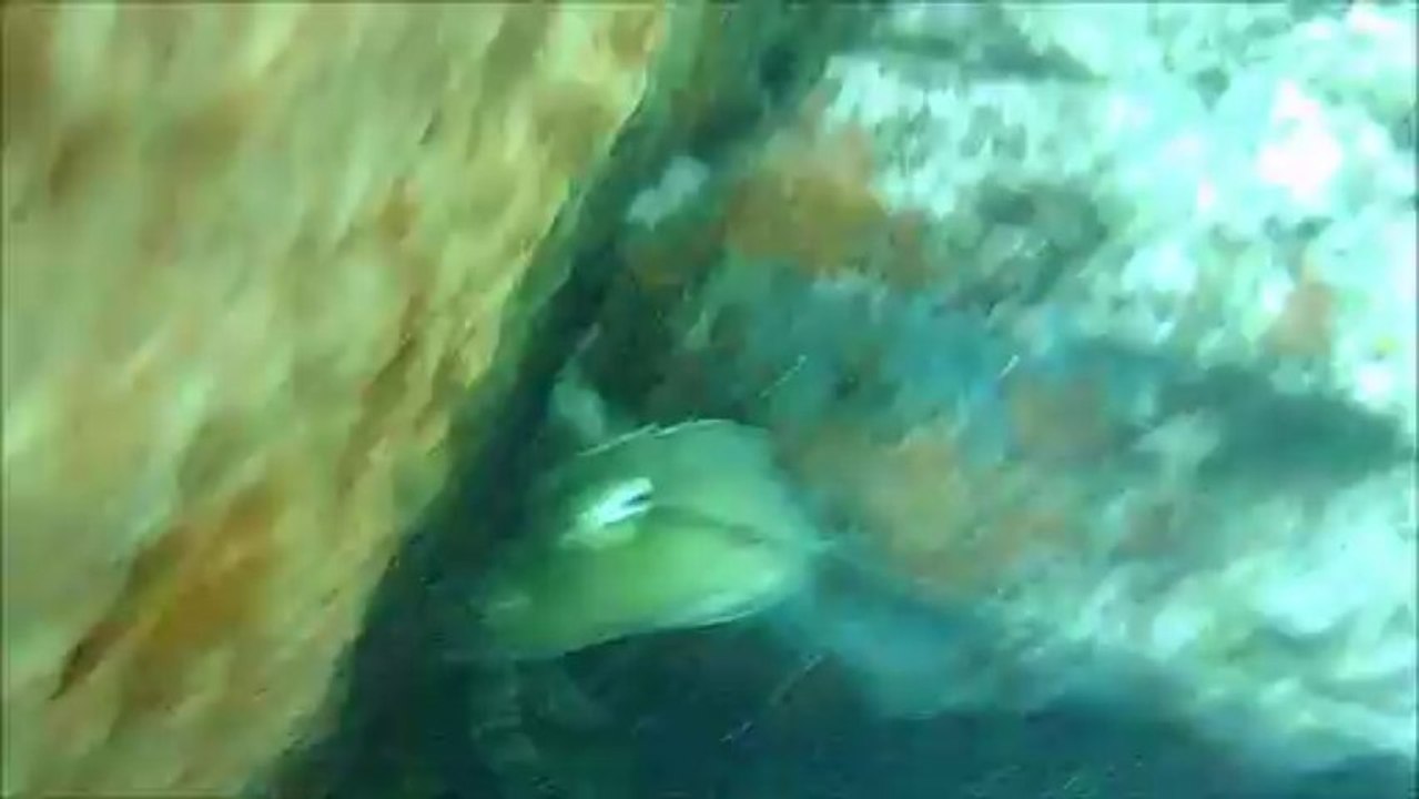 CHASSE SOUS MARINE CORSE 2013 CASA