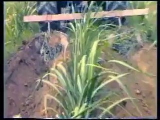 گنے کی کاشت: Encyclopedia of Sugarcane Crop