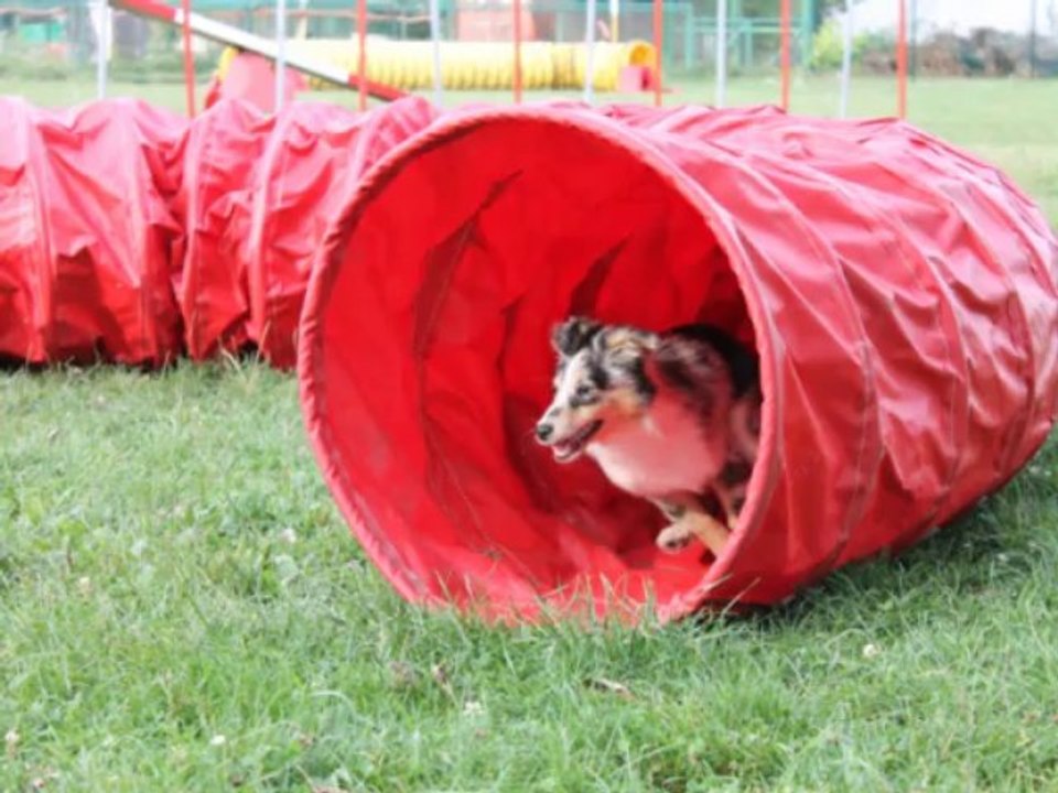 HOOPER (9mois) et IVER (bientôt 4 mois)