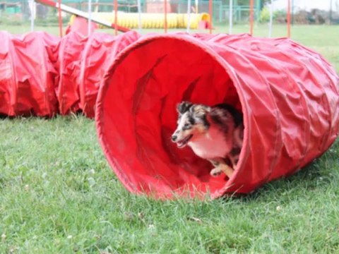 HOOPER (9mois) et IVER (bientôt 4 mois)