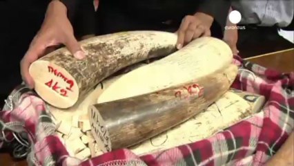 Ivoire africain saisie en Asie