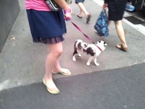 jenny la star du 06300