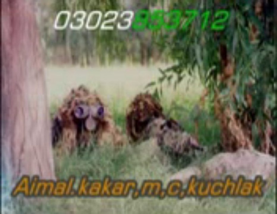 Pashto song Best of israr kakar (9)