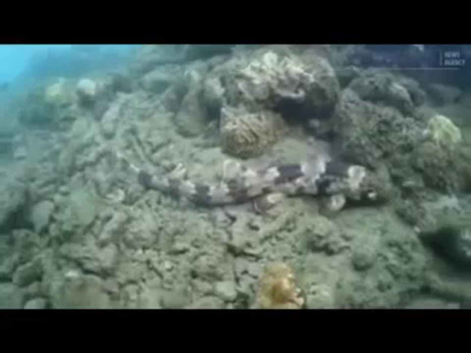 Шагающая акула