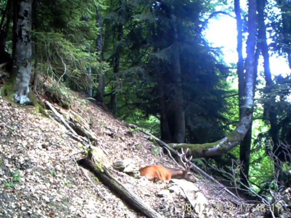 jeune_cerfs