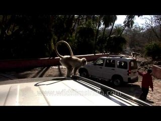 Group of langurs on the street!