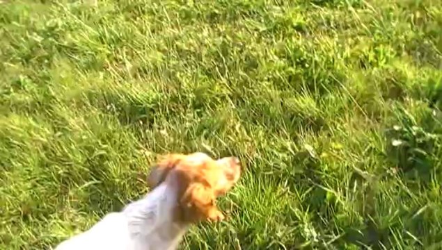 Ivette arrêt pigeon 5 mois et demi