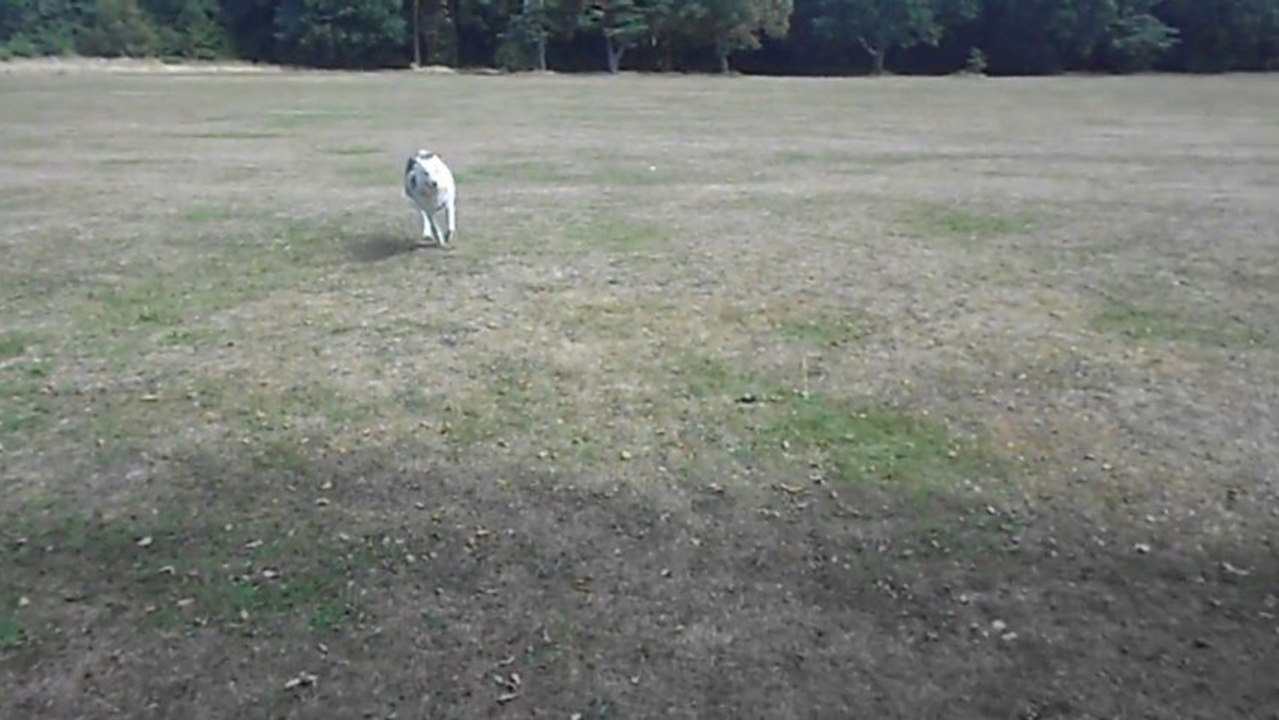 At the Common