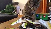 Cat Defeated By Toy Helicopter