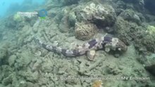 New species of walking shark found in Indonesia