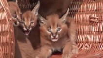 German Zoo Shows Off 4 Baby Lynx... So cute!
