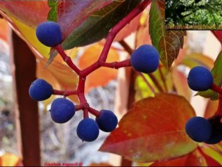 Gianluca Regondi - Esausto amore