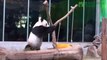 Amazing TaiPeii zoo  Panda : What does father Tuan Tuan do?!