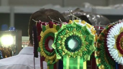 Les plus beaux chiens d'Europe en compétition à Genève