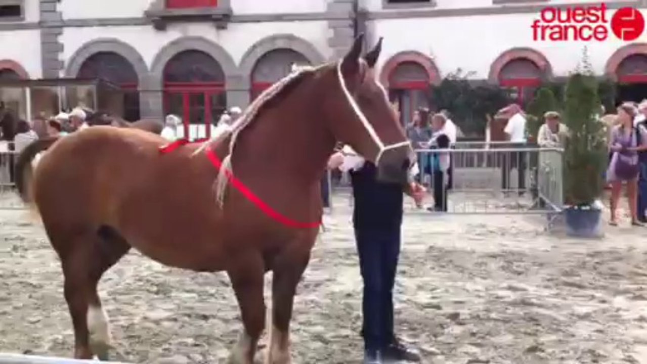 Concours départemental de trait breton - Haras national de Lamballe