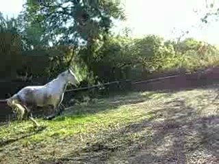 PASO EXCITé AU GALOP EN LIBERTé