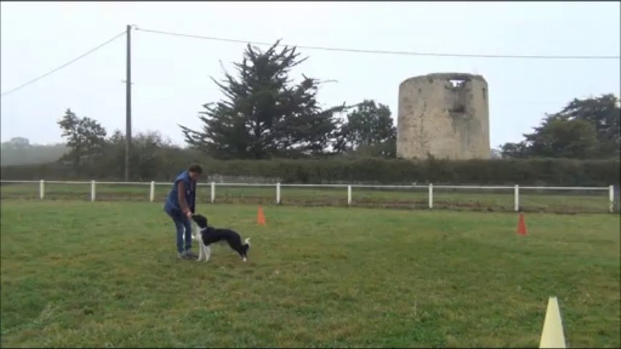 Jade, entrainement obérythmée 2011