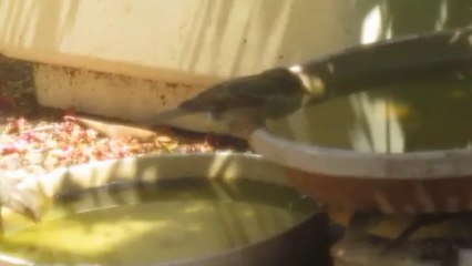 salle de bain  oiseaux 003