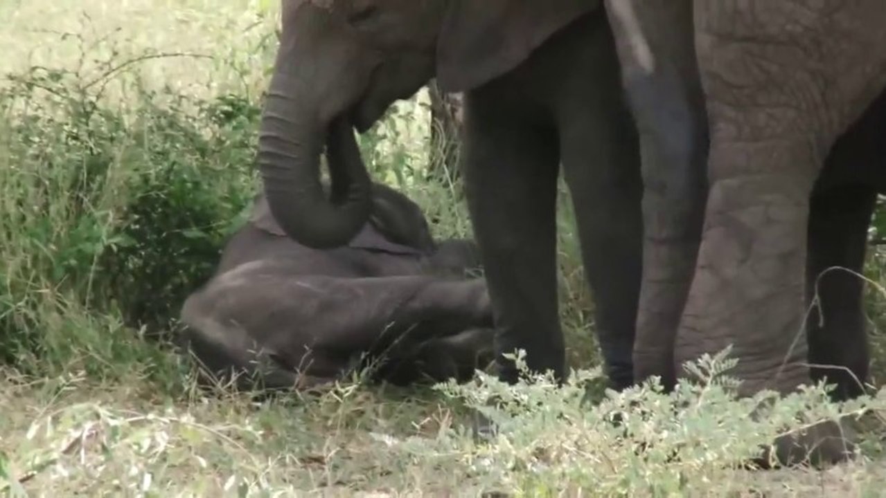Afrique du Sud 2 (Les parcs animaliers)