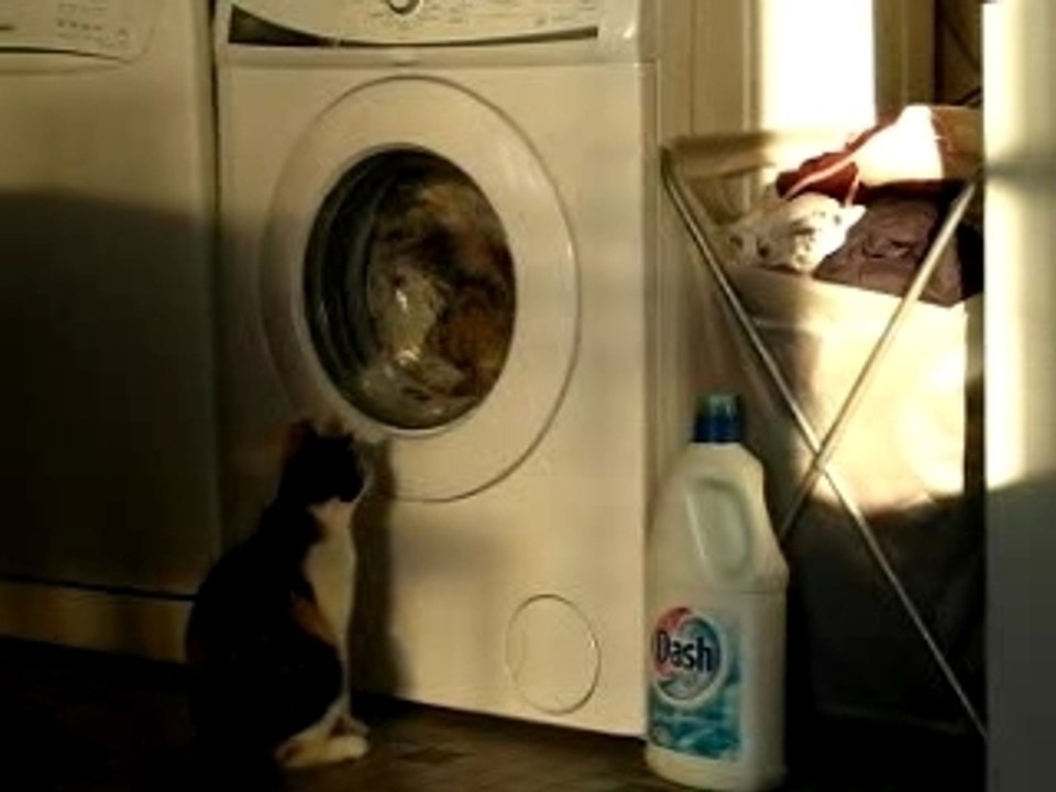 TV pour chat