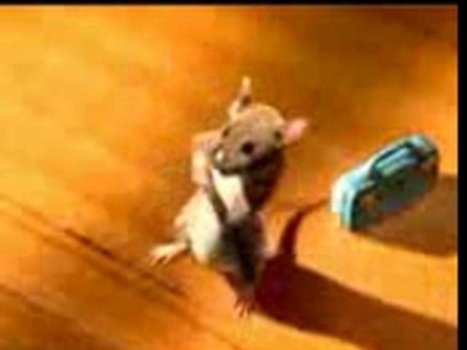 Dancing mouse