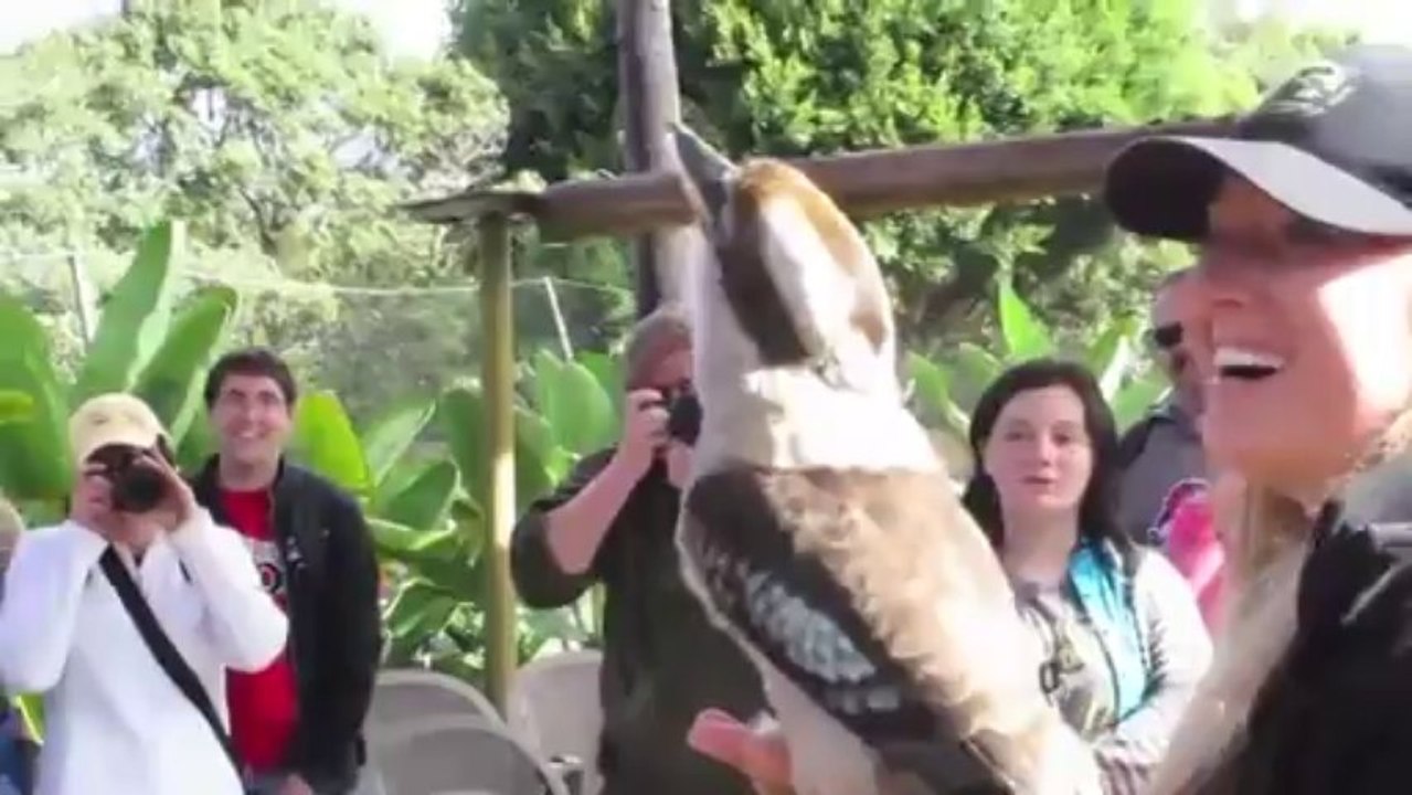 Chant de Kookaburra