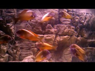 ERMAN BASIM ILANGI 31.08.2013