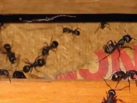 King of the House Home Inspection Relocation Inspections