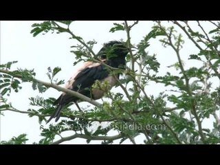 Rosy Pastor or Starling in Rajasthan