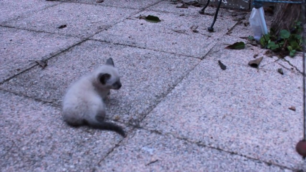 LILY CATGIRL CUTEST KITTEN PLAYING EVER
