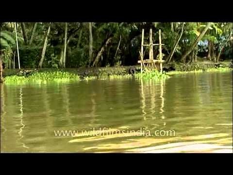 Nehru Boat Race in Allapuzha: Kerala Backwaters