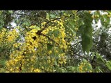 Profuse flowering of Golden Shower or Laburnum tree