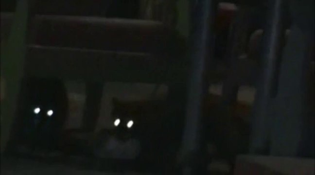 Mapaches en Costa Rica