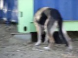 Our dogs chasing Iguanas in Costa Rica