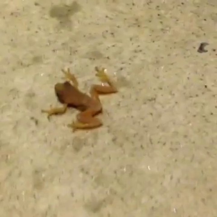 Lil mini frog!