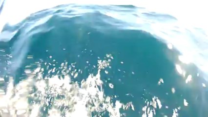 dauphins à long bec