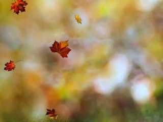 Roger Williams - Autumn Leaves