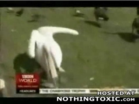 L'Oiseau Mangeur D'Oiseaux