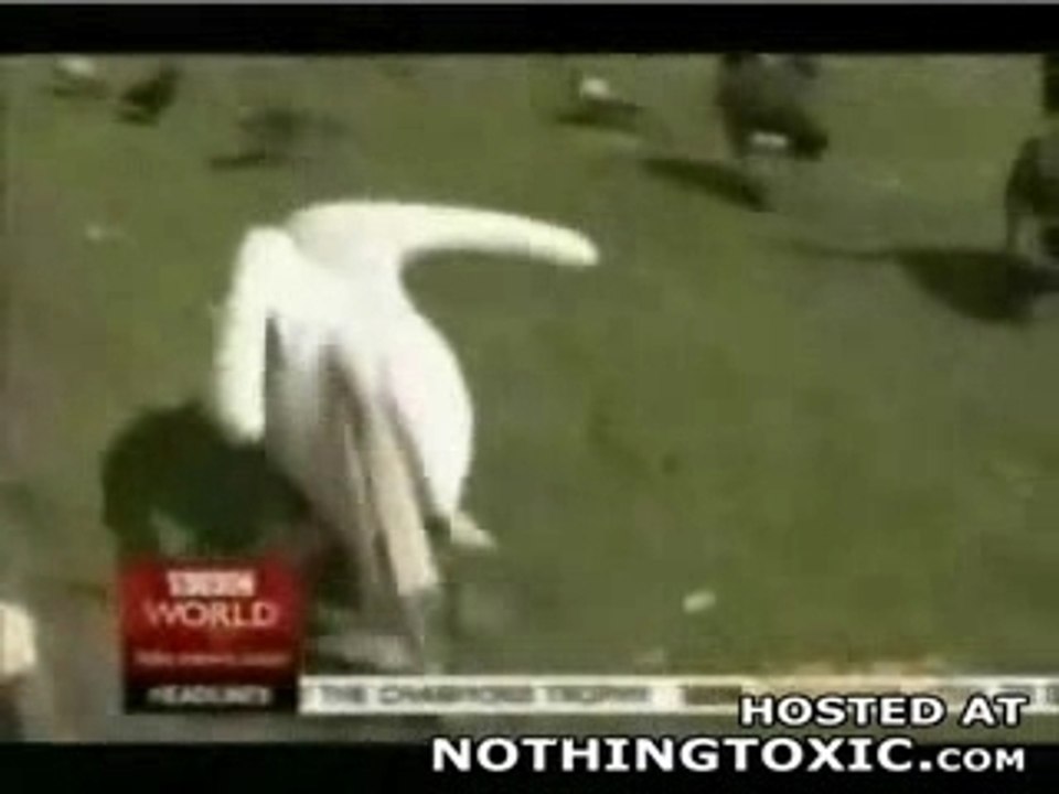 L'Oiseau Mangeur D'Oiseaux